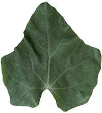 leafImage