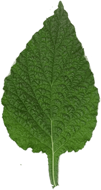 leafImage